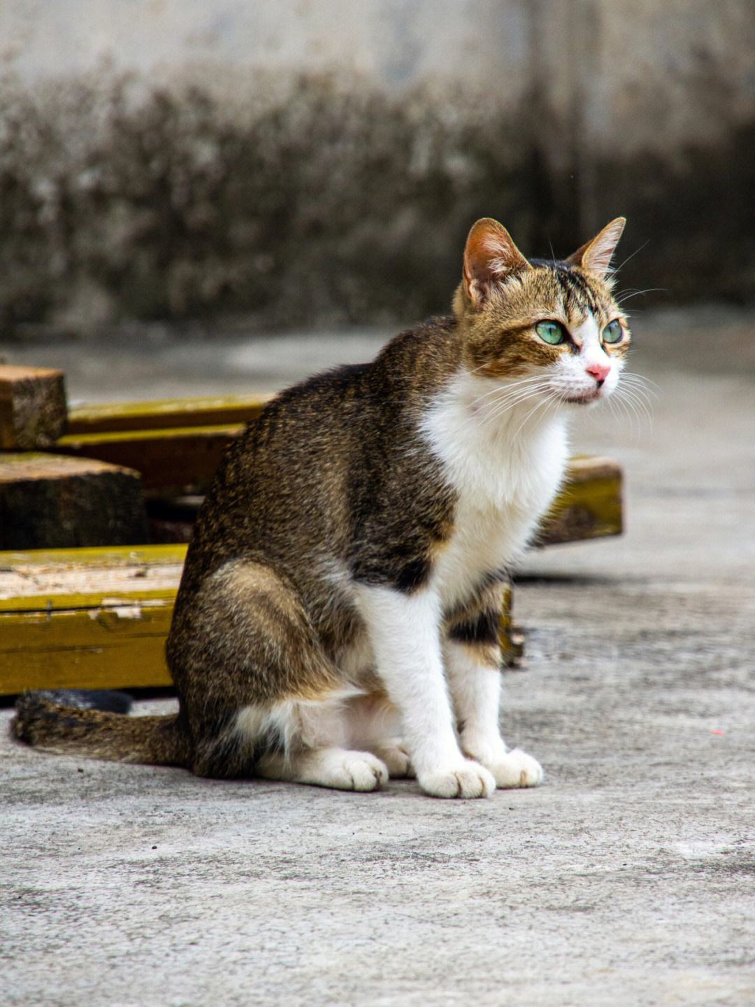 狸花猫手机图片竖版狸花猫和虎斑猫的区别图片-第2张图片-太平洋在线下载