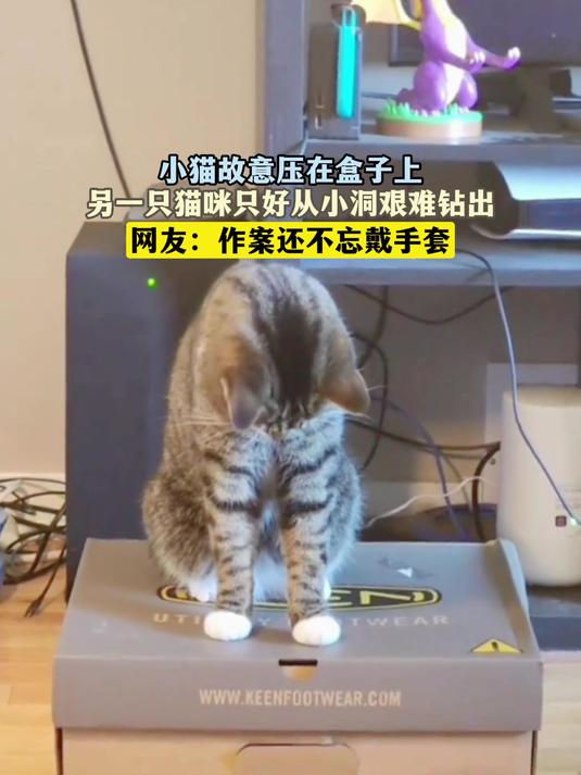 猫咪盒子安卓版谁给个猫咪的安装包