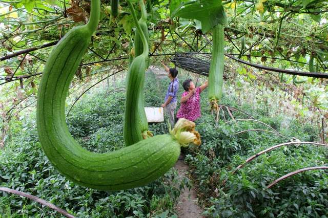 丝瓜视频手机版苹果蘑菇浏览器旧版app下载