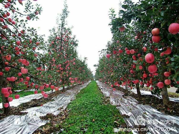 爱心助农临猗苹果新闻发展苹果产业助力乡村振兴-第2张图片-太平洋在线下载
