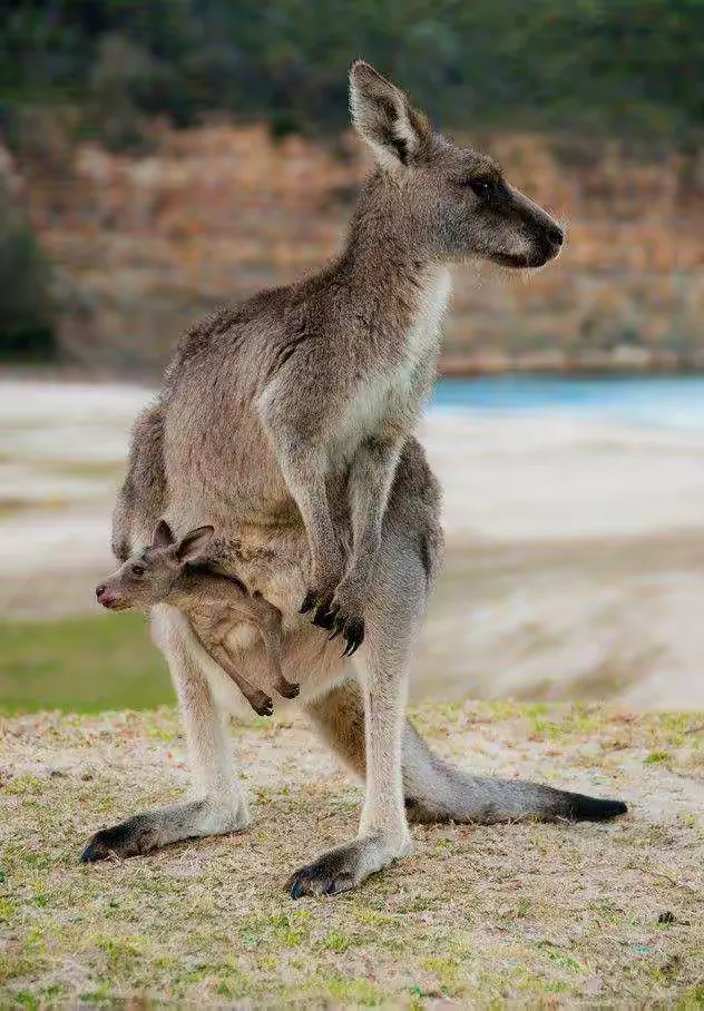 袋鼠走步软件苹果版(袋鼠ios最新下载地址)-第4张图片-有道翻译官网
